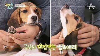 [예능] 개밥주는남자 시즌2 39회_180120 - 곤이 아빠는 부재중! 비글 남매의 은밀한 활동!?