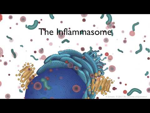 Wideo: Inflammasome Inhibitory: Obiecujące Podejścia Terapeutyczne Przeciw Rakowi