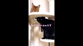 ナナちゃんシャンプーハット被ってるの？ #shorts