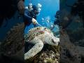 Satisfying Barnacles Removal from Sea Turtle 🐢 | Gentle Care &amp; Cleanup