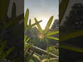 My balcony sunrise #naturalbeauty #sunrise #naturallife