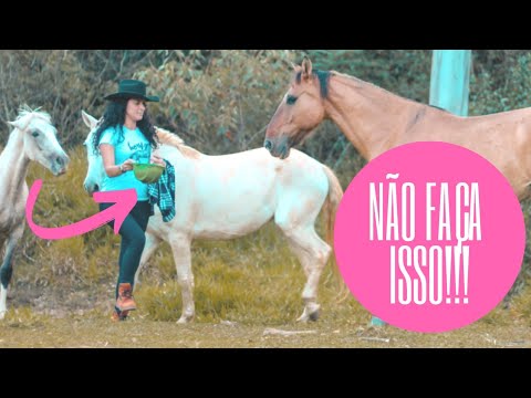Vídeo: Fazer e não fazer um cavalo