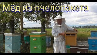 Сколько меда принесли пчелопакеты .