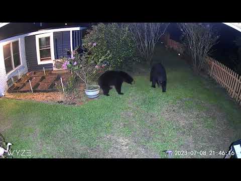 Black Bears Brawl in Florida Yard