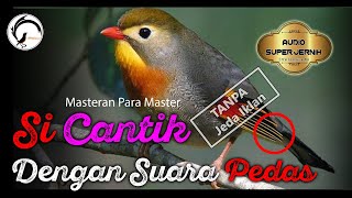 KICAU ROBIN || MASTERAN ROBIN GACOR FULL TEMBAKAN | SUARA PANGGILAN DAN PANCINGAN BURUNG ROBIN