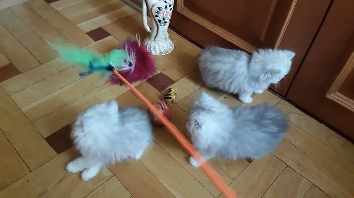 Watch the video about Silver chinchilla persian kittens 17.04.2022