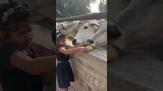 गौ माता का प्यार #gaushala #animallover #gauseva #gaumata#animals #gaumakasevak #cowslover #cow