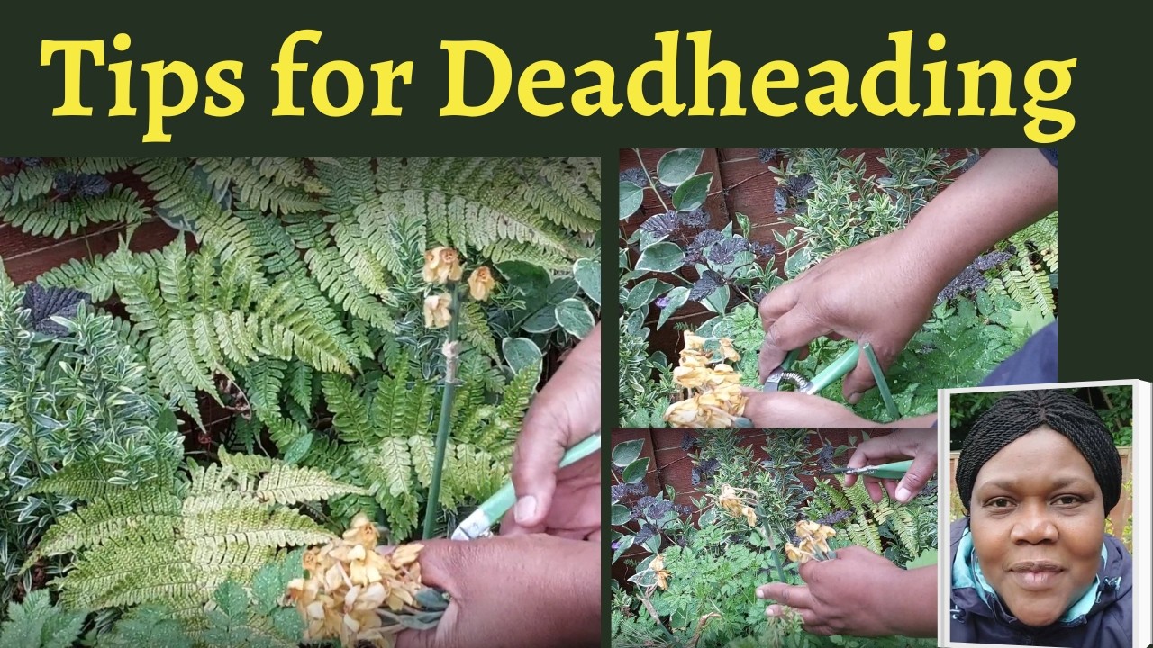 Why Deadhead Daffodils and Hyacinths? 3 Important Reasons Every Gardener Should Know!