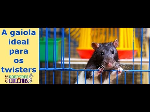 Vídeo: Como escolher e configurar a gaiola de rato perfeita