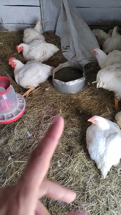 чем кормлю/пою бройлеров #дача #деревня #бройлер #бройлеры #garden # ...