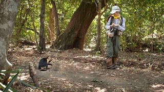Tracking Capuchin monkeys in Costa Rica: A 25 year study in Lomas Barbudal