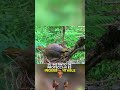 Madre Pájaro cubre a sus pichones con su cuerpo #curiosidades #datoscurisos #aves