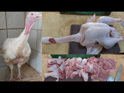 رومي ابيض حجمها حوالي ١٠ كيلو ننظفها بكل التفاصيل