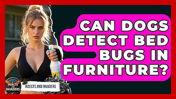 Can Dogs Detect Bed Bugs In Furniture? - Insects and Invaders