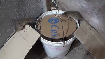 Bẫy chuột thông minh/Smart mouse trap