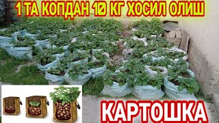 QOPDA KARTOSHKA YETISHTRISH SIRLARI/КОПДА КАРТОШКА ЕТИШТИРИШ СИРЛАРИ