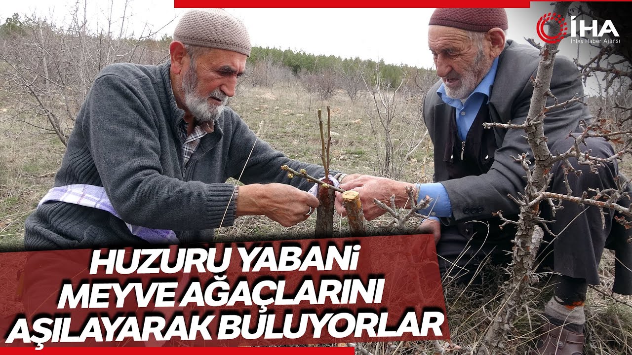 Huzurevinde Huzuru Yabani Meyve Ağaçlarını Aşılayarak Buluyorlar