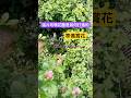 4/25/2026 Erin’s Rose Garden 玫瑰花園花期進度#erin玫瑰花園 #garden #バラ #rose #shortsyoutube
