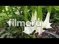 Borrachero Blanco (Brugmansia candida)