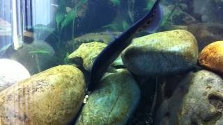 Clown Knifefish