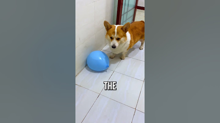 Corgi Pops ALL the Balloons! 🐶🎈
