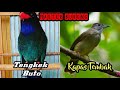 Masteran Burung Juara Tengkek Buto Vs Kapas Tembak Mp3 - Mp4 Download