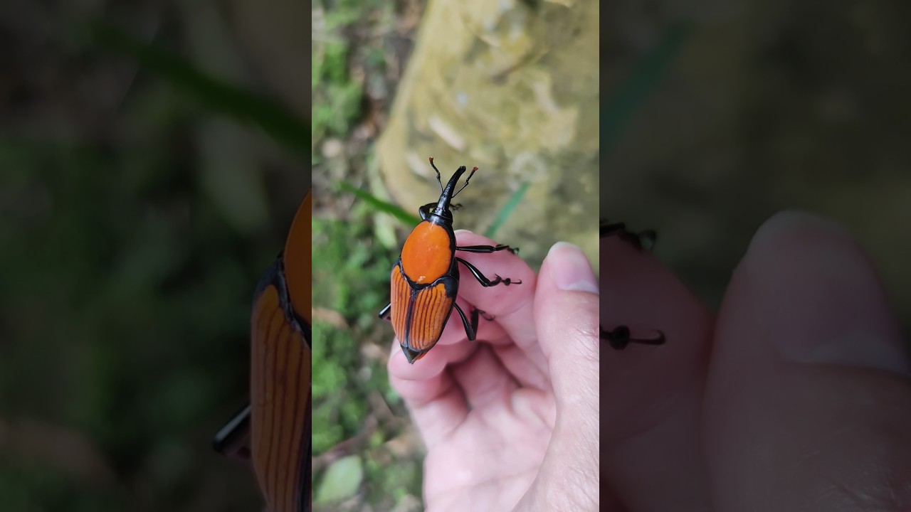 世界一大きなゾウムシ タイショウオサゾウムシ Giant Palm Weevil