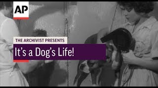 It's A Dog's Life! - 1958 | The Archivist Presents | #103 It's A Dog's Life! - 1958 | The Archivist Presents | #103