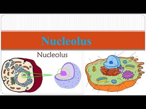 Nucleolus | structure of Nucleolus | functions of Nucleolus