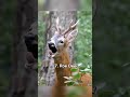 Animals who don't sound how they look like #cute #animals #shorts