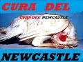 Remedio Casero para Newcastle (Newcastle disease virus).