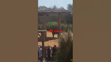 تزاوج الفيل بطريقة عجيبة غابة فيل تزاوج حيوانات حديقة مشهد اخيرا روتين يومي Misi Tandanse 