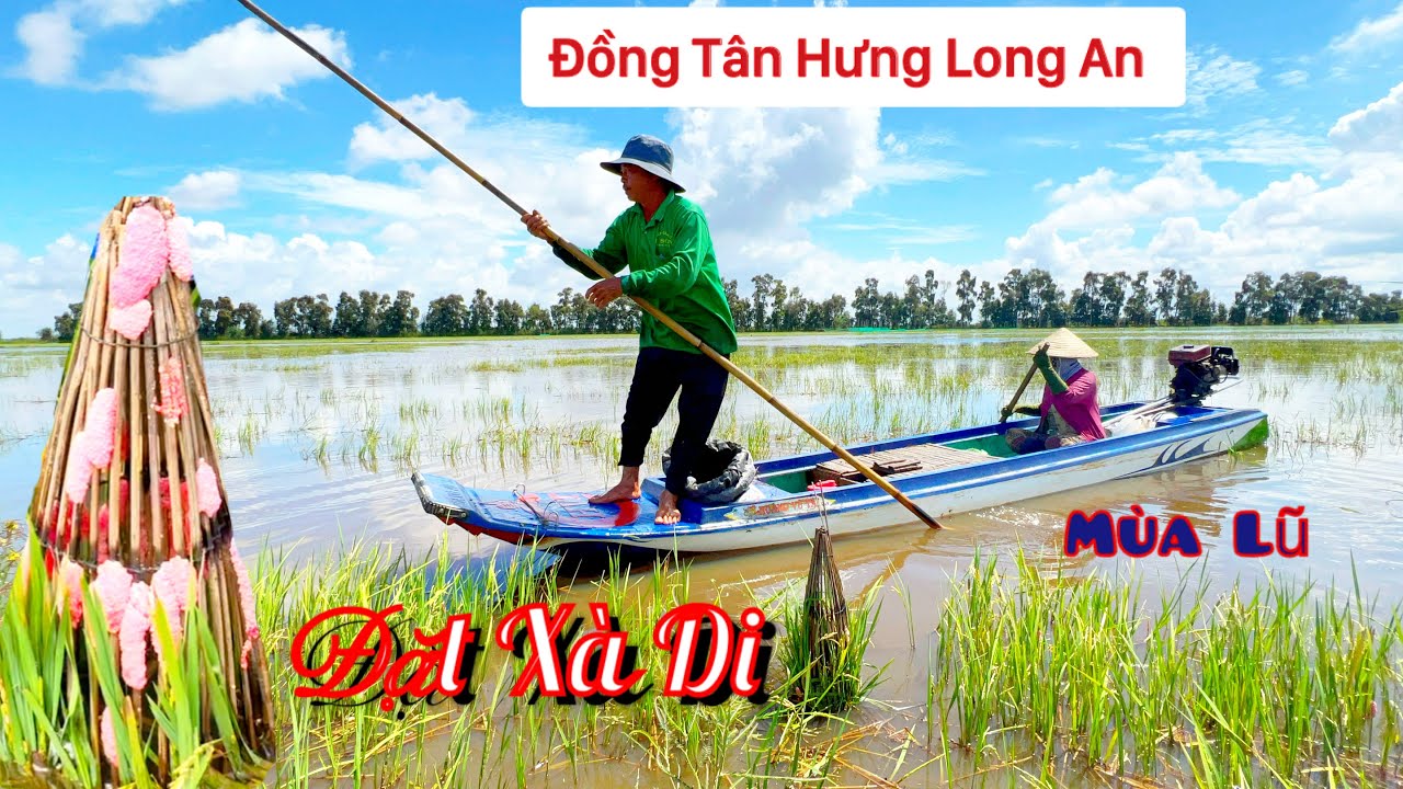 Ngề  Đặt Xà Di Mùa Nước Nổi Đồng Thạnh Hưng Long An Năm 2024