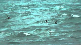 Pomarine Skuas, Aird An Runair 12Th May 2015