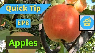 Preserving Apples | Quick Tips
