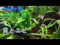 【アクアリウム】貝とエビ【水草水槽】