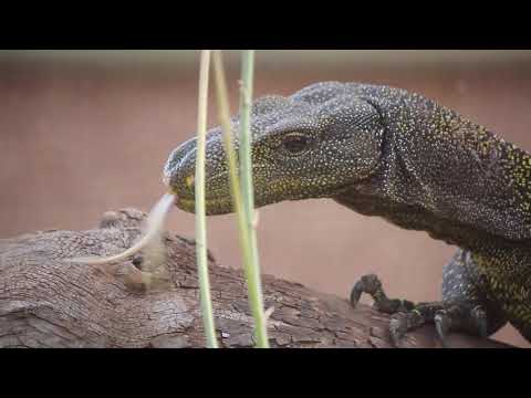 zoo-niele-episode-09:-crickey!-crocodile-monitor-lizards!