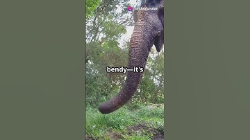The Amazing Flexibility of Elephant Trunks! #ytshorts #shorts #shortvideo #youtubeshorts #youtube