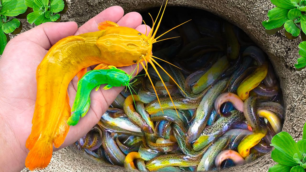 Amazing Catch Ornamental Colorful Strange Catfish, Three Tail Fish ...