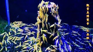 2017觀賞魚展-水晶蝦.彩色米蝦...Ornamental shrimp