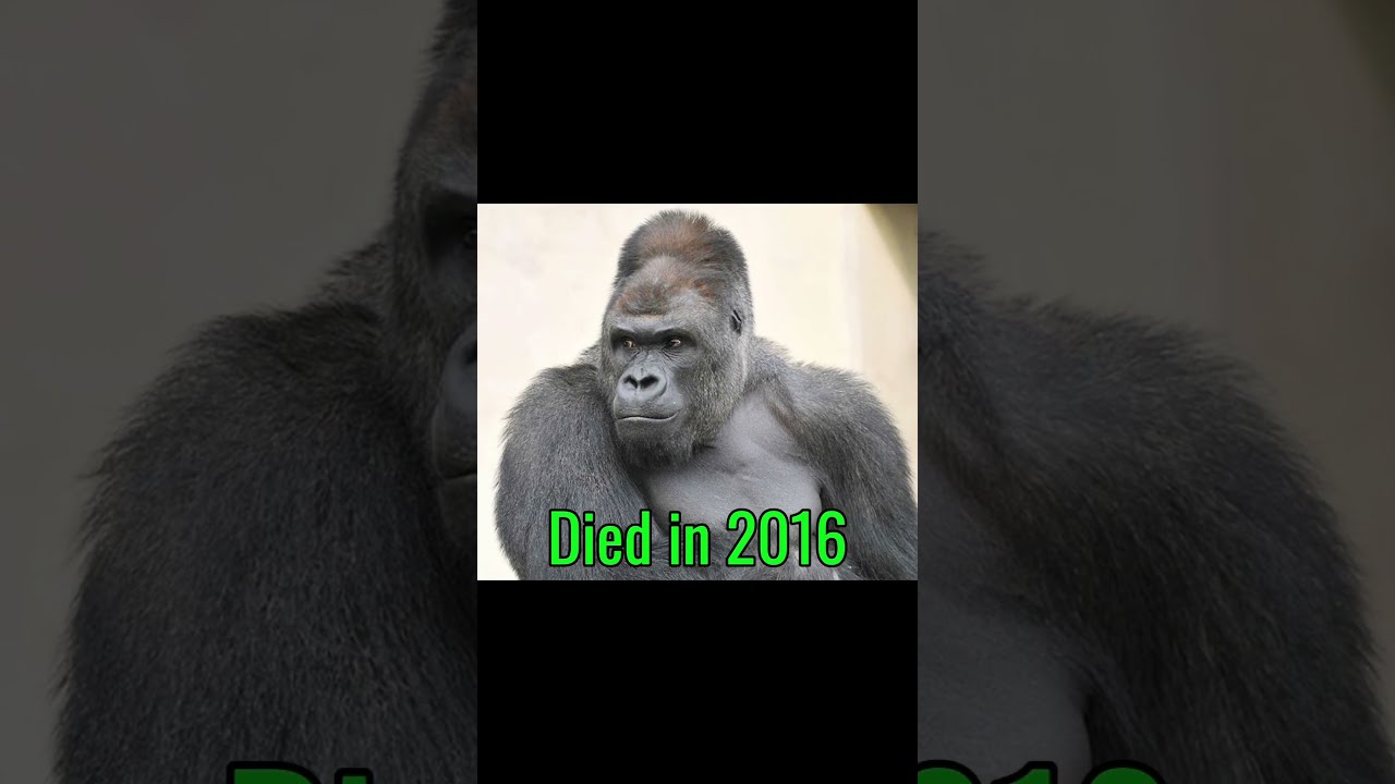 Famous Animals Memes Then Vs Now Meme Nostalgia