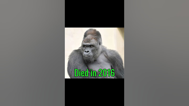 Famous Animals Memes (Then Vs Now) #memes #meme #nostalgia