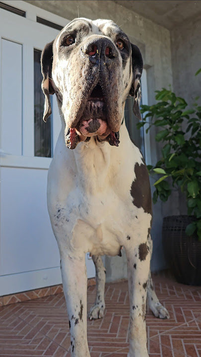 My soul,my heart!❤️#dog