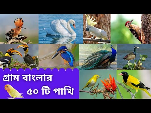 ভিডিও: বনের পাখির নাম। পাখির নাম ও প্রজাতি। রাশিয়ার পাখি