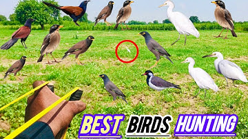 best Cattle Egret birds hunting with slingshot First Flying shot Now viral video
