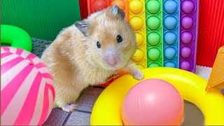 Hamster Escapes from the Most Amazing Mazes 🐹 Maze with Traps