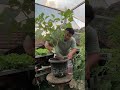 Caring for Eggplant Plants to Grow Healthy and Productive #smartfarming #easyfarming #gardening