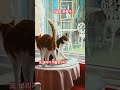 지금은 운동시간? #cat #cafe #힐링
