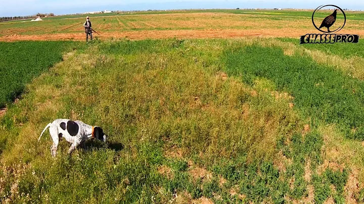 Chasse de la Caille au Chien d'arrêt Pointer 2021