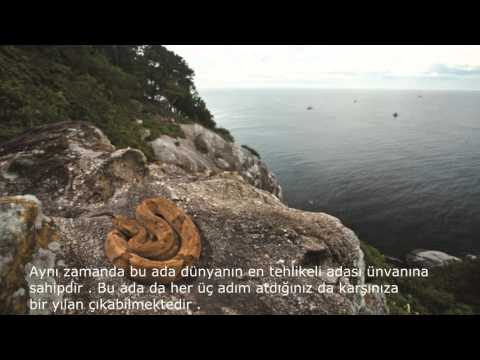 Dünyanın En Tehlikeli Adası - Yılan Adası [ Snake - İsland ]